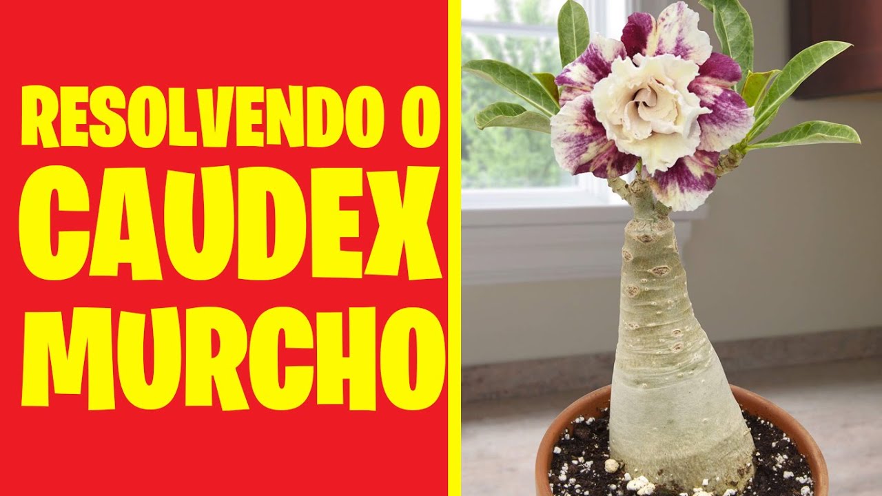 ✅ROSA DO DESERTO com caudex murcho! Não faça nada antes de ver este vídeo #cidoresponde