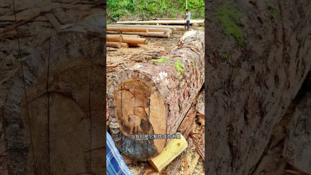 切割第二栋大松木，全程展示:先画线，再用油锯破开#古麒麟 #锯木头 #木材加工 #实木大板 #带你玩木头 #原木生活 #手艺人 #实木家具 #松木