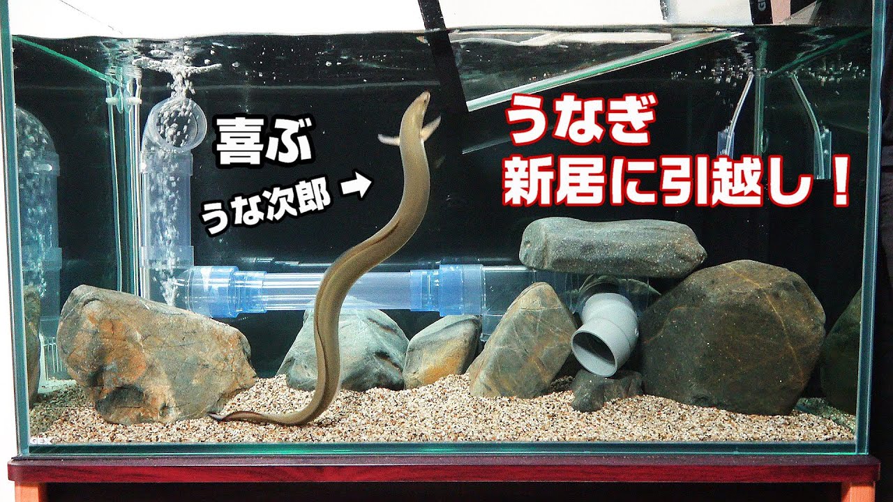 黄金うなぎ育てて四年半、新しい水槽へ引っ越し！【うな次郎】