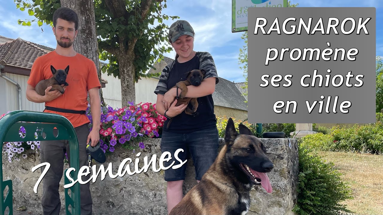 🚦1ère ballade en dehors de l’élevage pour nos CHIOTS MALINOIS LOF âgés de 7 semaines 💫