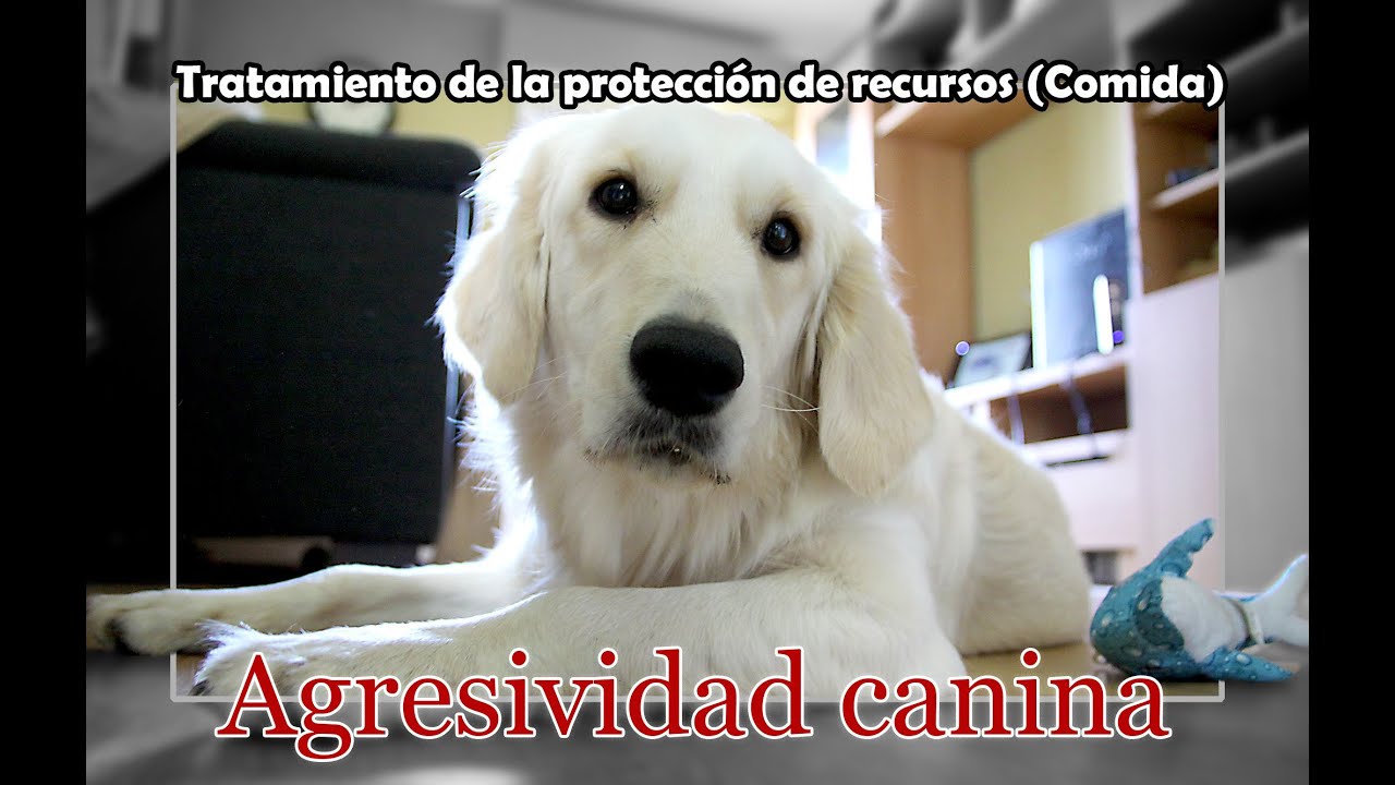 Tratamiento para la protección del recurso comida en perros (parte 3/3 + extracto)