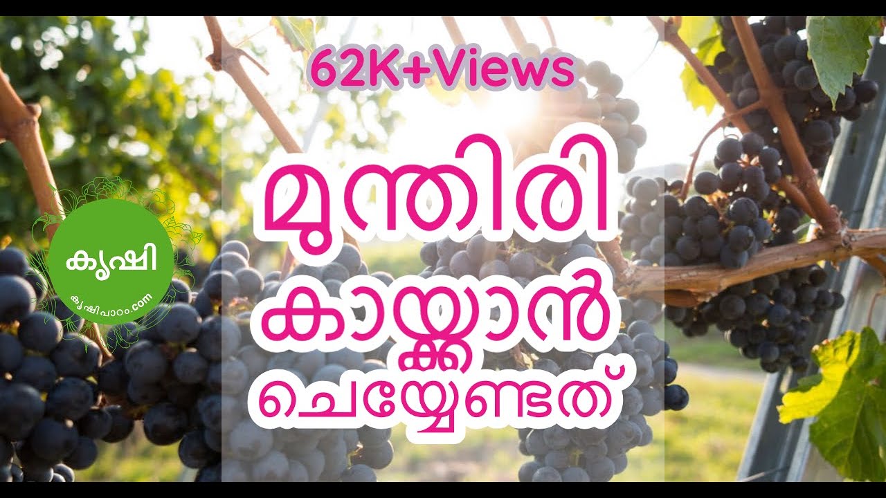 How to Prune Grape Vines , Easy Guide Videos - മുന്തിരി നിറയെ കായ്ക്കാൻ പ്രൂണിംഗ് ചെയ്താൽ മതി