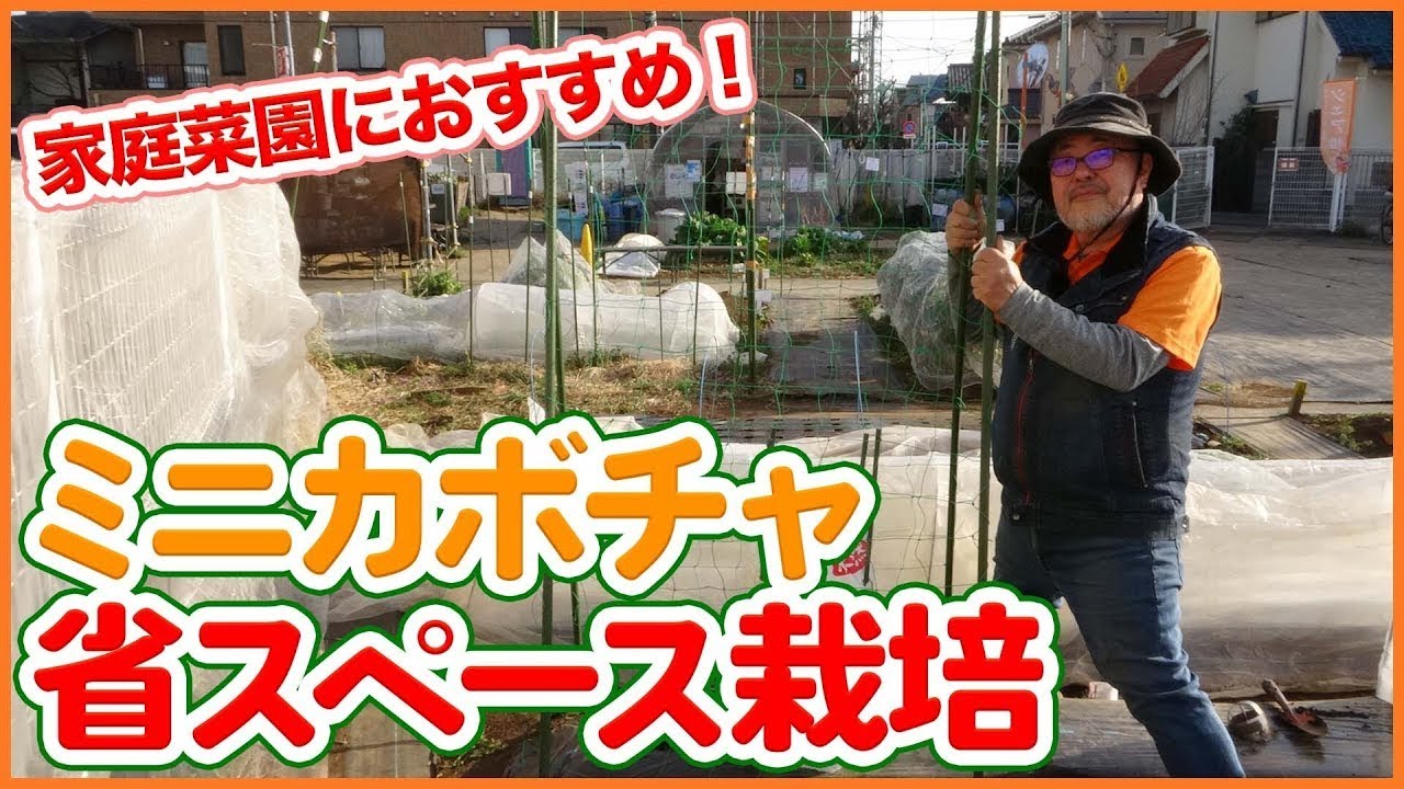 家庭菜園や農園の定番！ミニカボチャ栽培！省スペース栽培方法や土作り、種まきなどミニカボチャの育て方を徹底解説！【農園ライフ】
