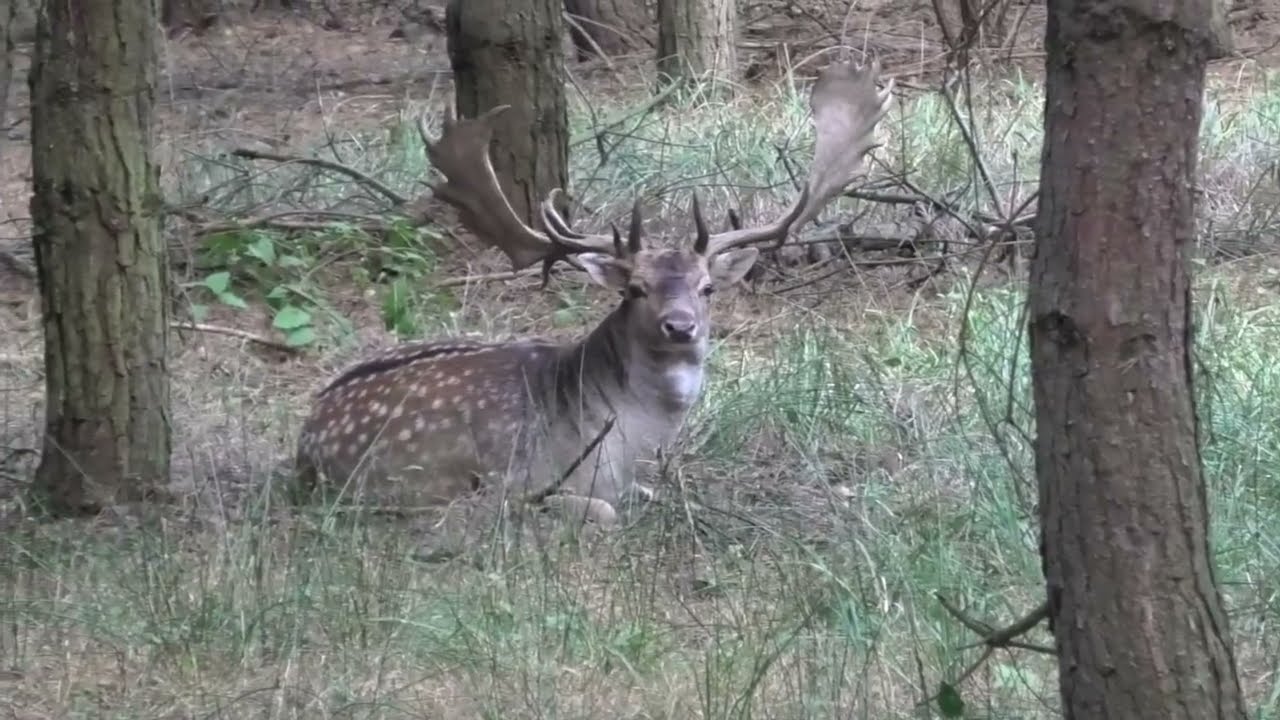 Můj Rok v Oboře Bělecký Mlýn = ZÁŘÍ = 1. část - Daněk a Jelen