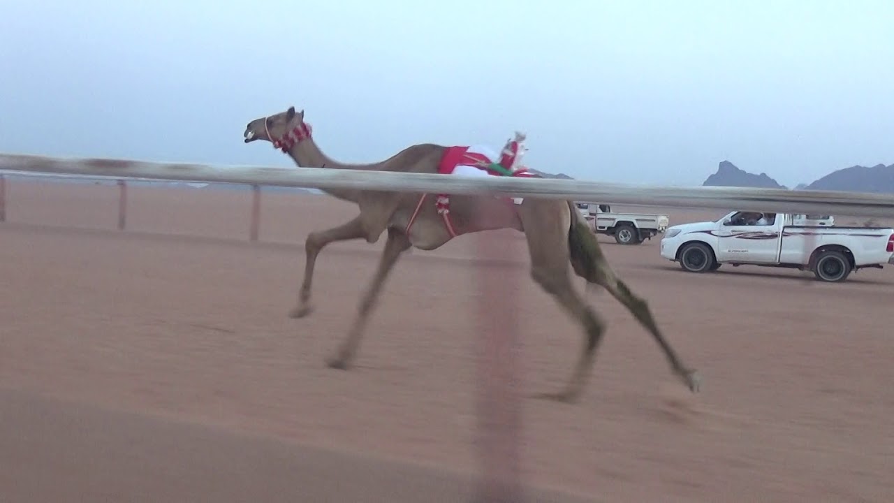 الشوط الرئيسي للثنايا فما فوق 6كم(أسرار)لـ حمدان جميعان العطوي 19/1/1440هـ ميدان أبو العجاج