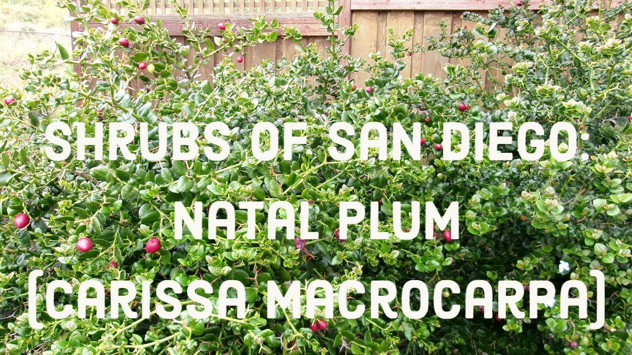 Shrubs of San Diego: Natal Plum (Carissa macrocarpa)- 5/23/23