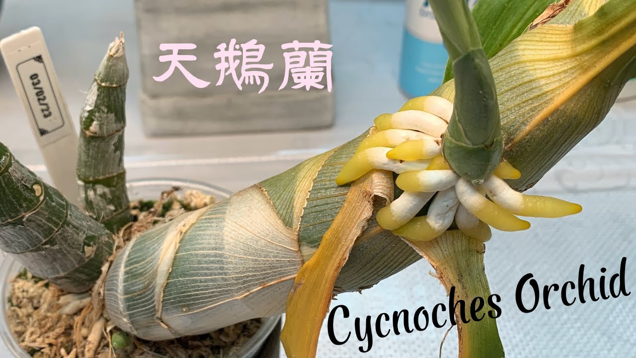 蘭花（ 161 ￼)（國語）天鵝蘭摘高芽、分株、換植料全過程分享￼