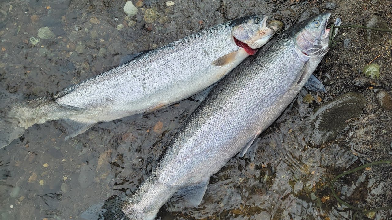 Washington Winter Steelhead, the early bird catch