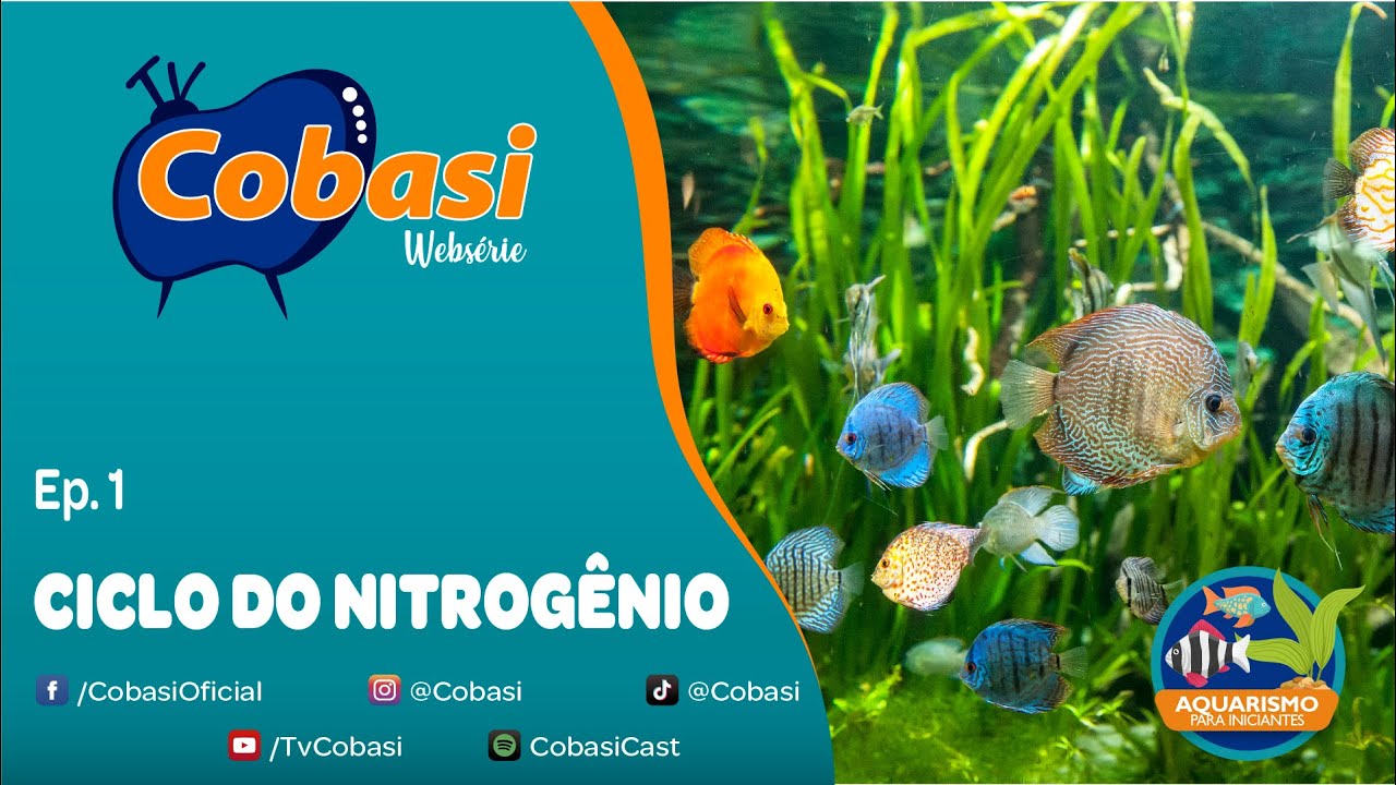 Como montar um aquário? | Ep. 1: Ciclo do nitrogênio no aquário