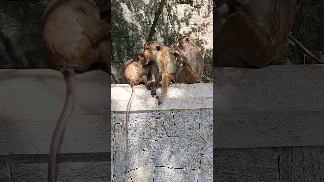 Monkey Family😃😃@WatchandRewatch2809#views #monkey #funny #funnyvideos #shorts