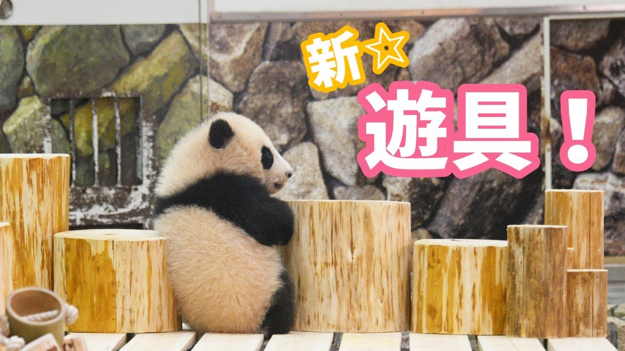 【パンダの赤ちゃん（楓浜）】新しい遊具はいかが…？