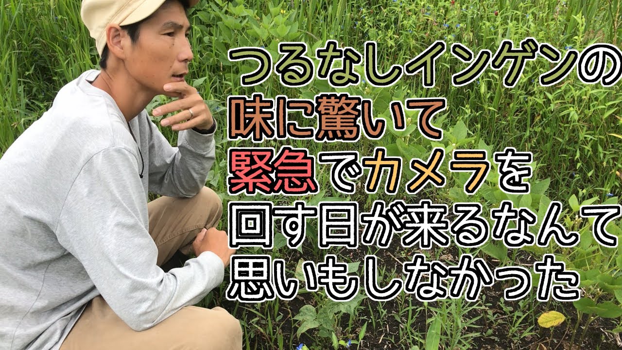 【自然農で営農を目指す】#57つるなしすじなしインゲン