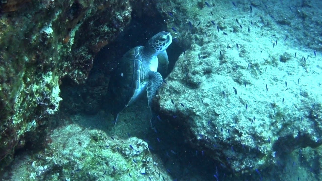 ΟΙ🦑ΡΟΦΟΙ🐟ΤΟΥ🤿ΙΟΥΛΙΟΥ🔱ΜΕ🌊ΨΑΡΟΝΤΟΥΦΕΚΟ🇬🇷🇨🇾DUSKY💯GROUPERS🐬OF🐙JULY🧜‍♂️WITH🌊SPEARFISHING