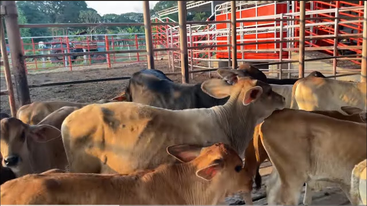 UNO DE LOS VECERROS ME DIO UNA PATADA 