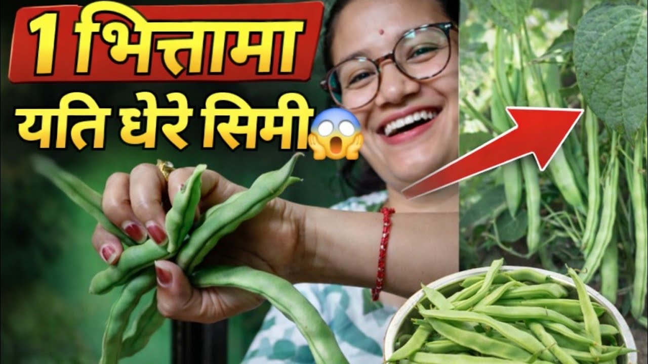 १ भित्ताको करेसाबारी मा यति धेरै सब्जी 😱❤️ fun /cooking,Mukhbang,#subscribe #viralvideos 