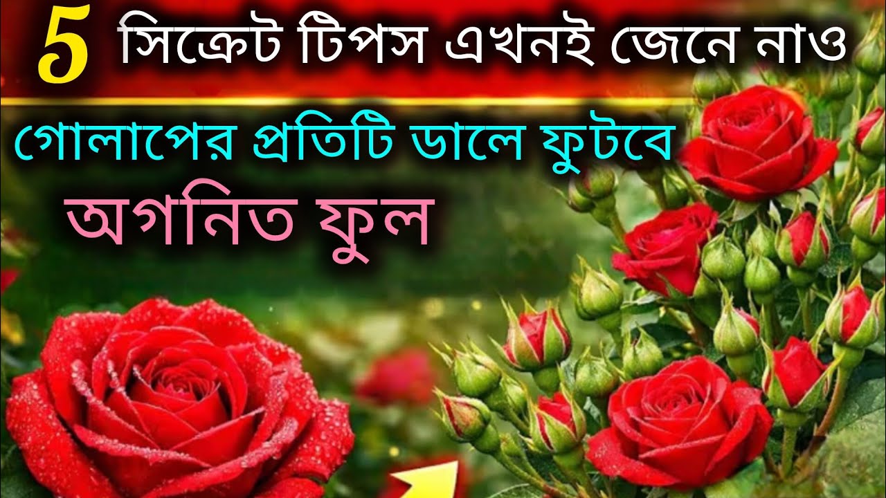 গোলাপ গাছের মার্চ মাসের পরিচর্যা/Homemade fertilizer for rose plant/Rose flower plant care. 