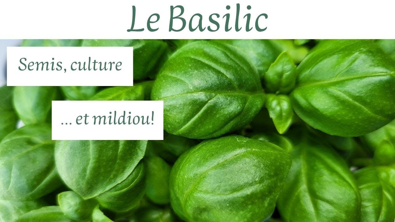 Semer, cultiver et protéger ton basilic (sans te faire avoir par le mildiou!)