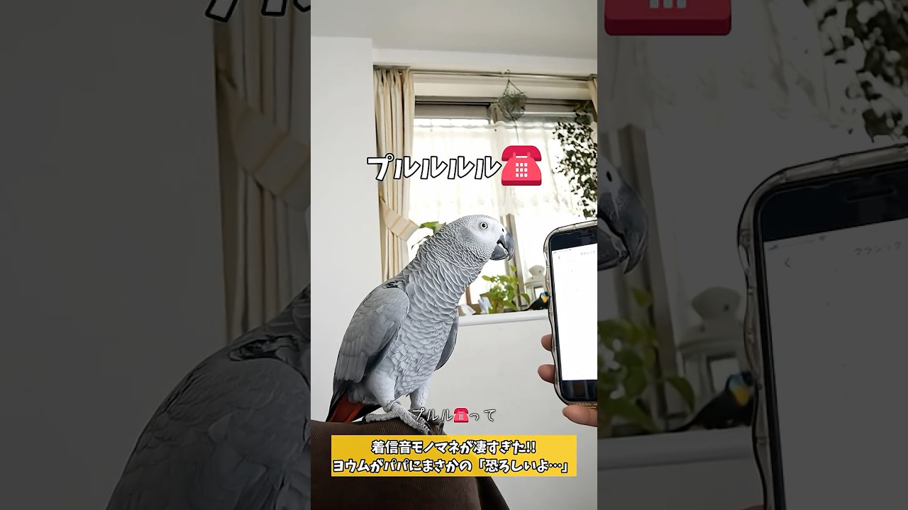 着信音のモノマネが凄すぎた‼︎ヨウムがパパにまさかの「恐ろしいよ&hellip;」#shorts #ヨウム #ヨウムのめいちゃん #着信音 #parrot #おしゃべりインコ