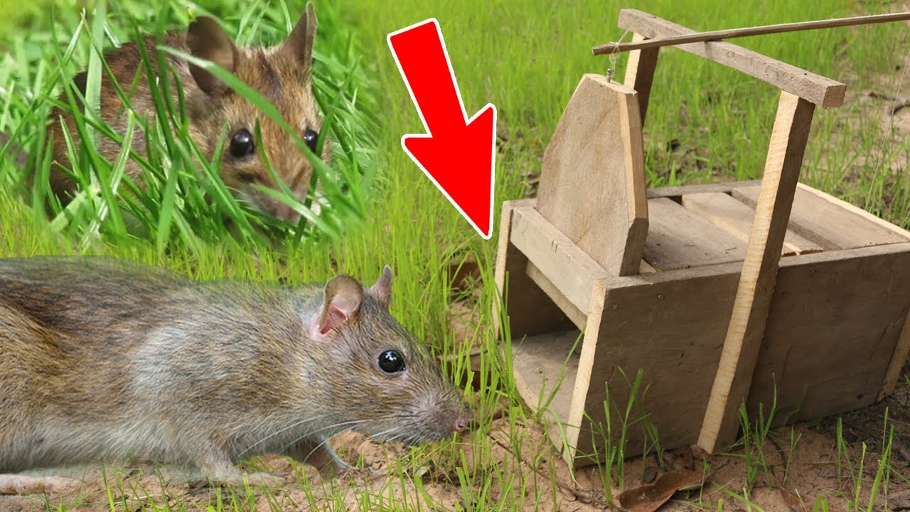 (New) Amazing Quick Mouse Box Trap Using Tree, Best Trap, Easy Make, Easy To Use, How To Create It 1