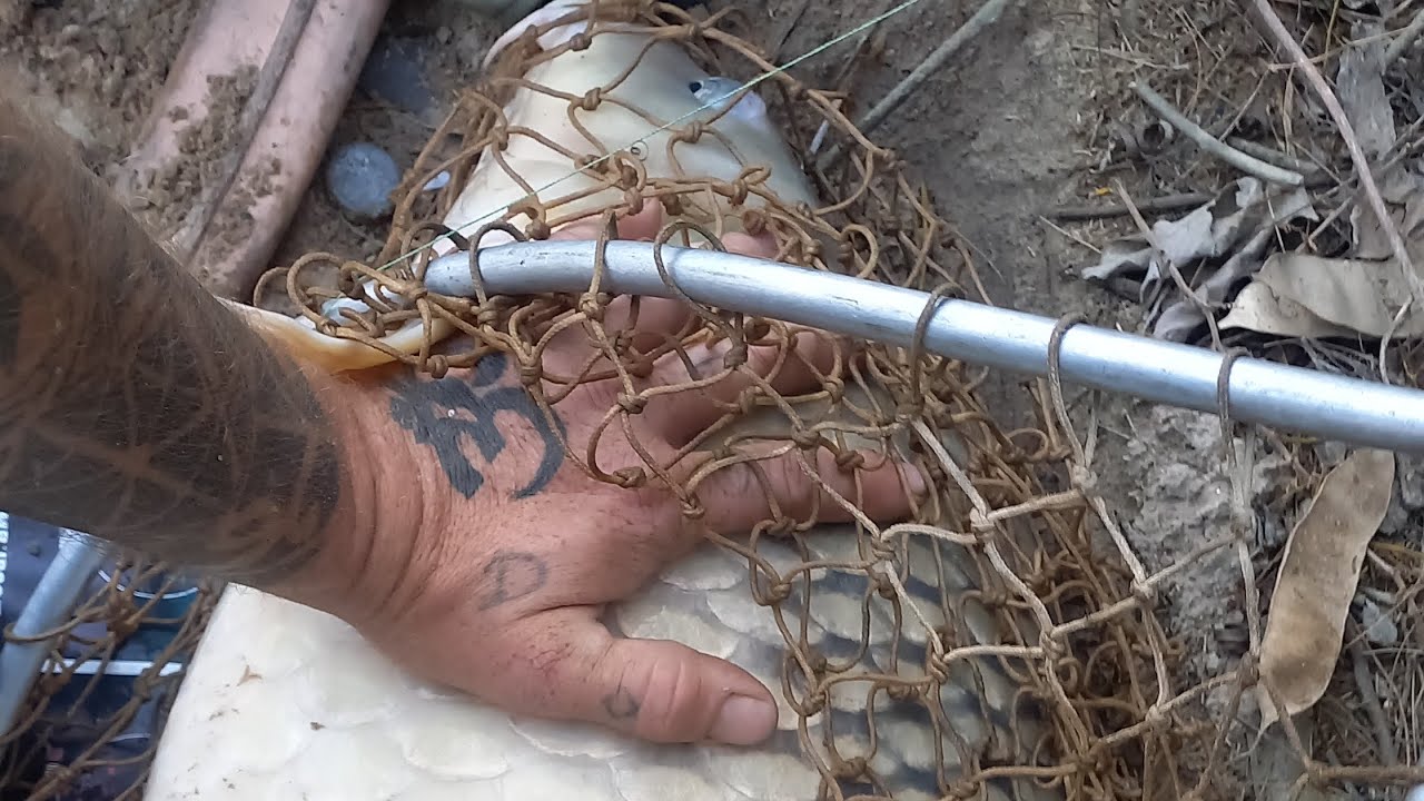 Pescaria de carpa na bolinha de jamel carpa comum de 19.800 kilo