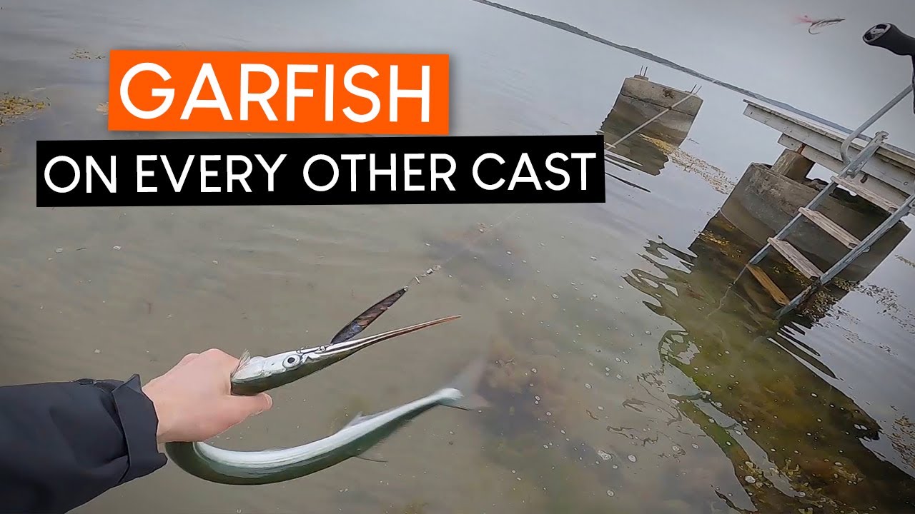 Catching garfish on EVERY OTHER CAST when fishing for sea trout!