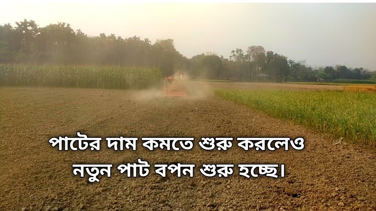 পাটের দাম কমতে শুরু করলেও নতুন পাট বপন শুরু হচ্ছে।
