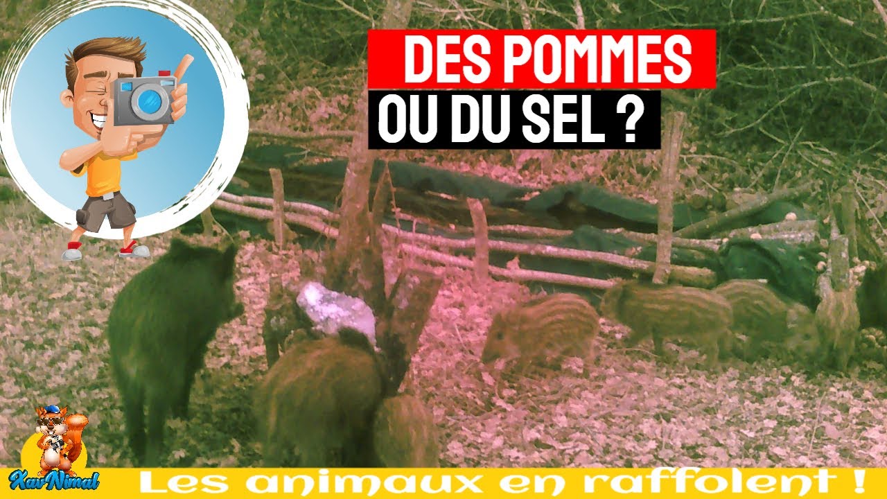Pommes ou sel ? #chevreuil #sanglier #saline