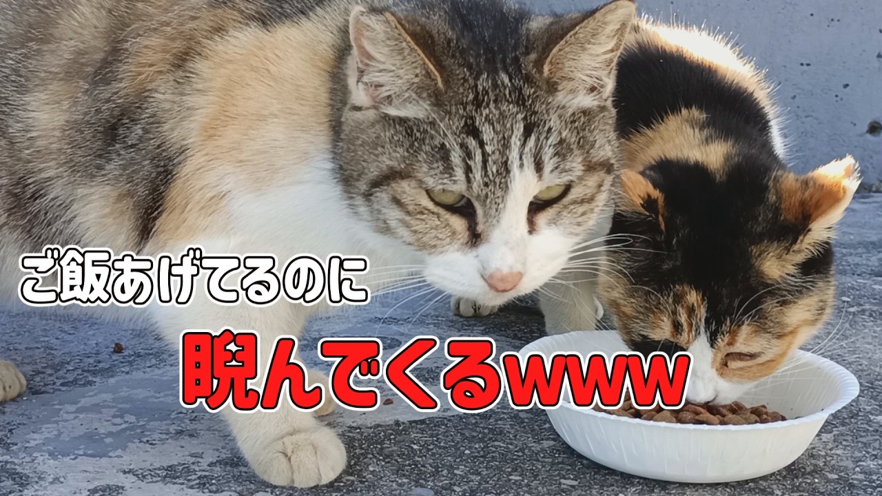 【快感】毛玉がゴミを見るような目で見てくる