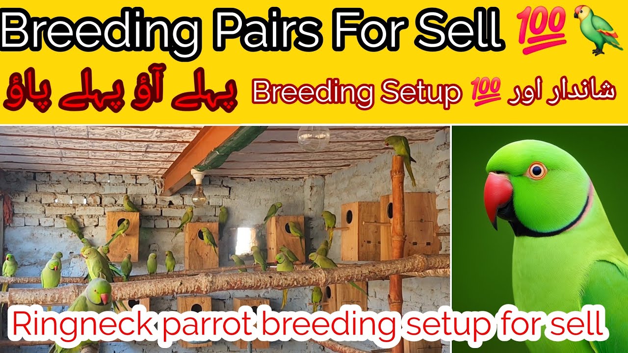 Ringneck parrot breeding Colony update 2026 | Indian Ringneck parrot