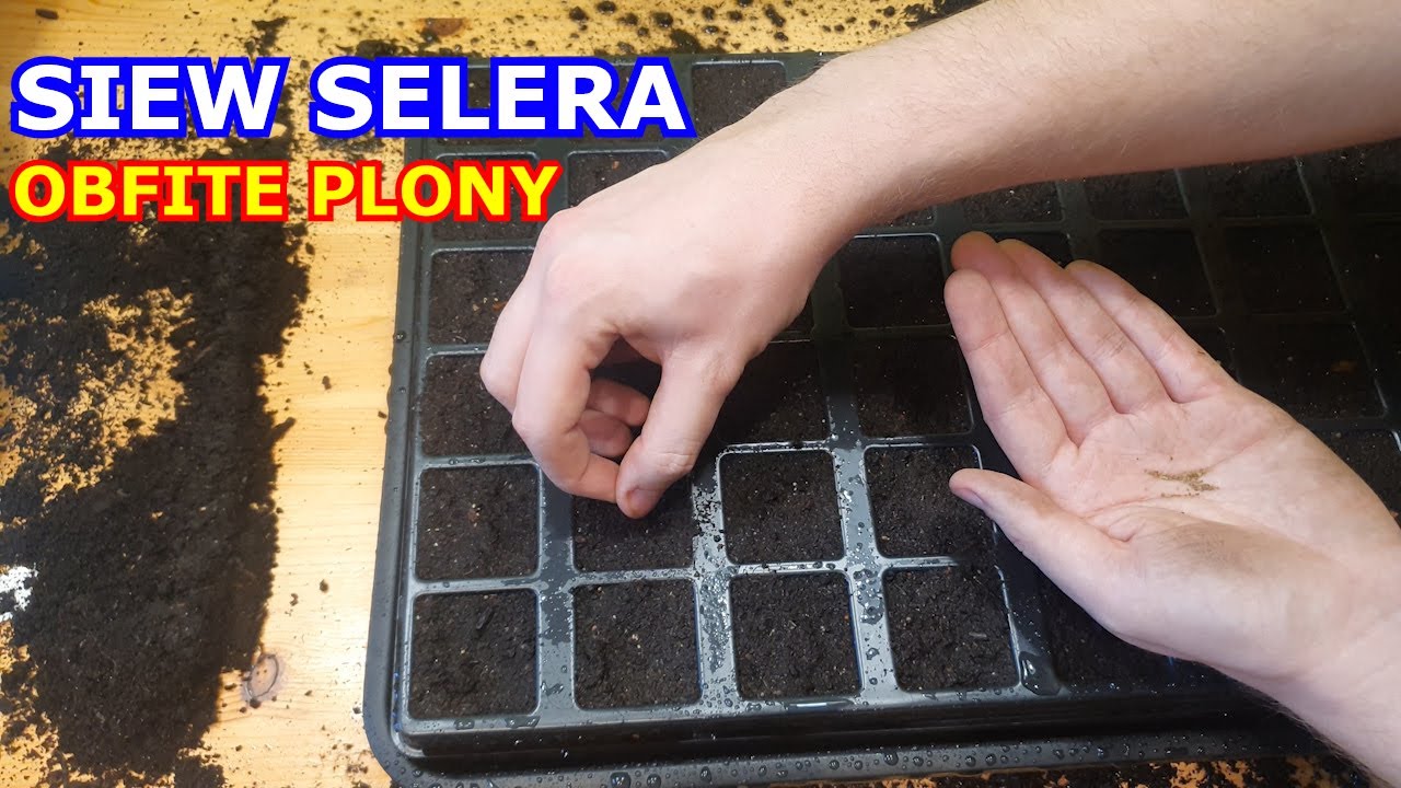 JAK SIAĆ SELER Korzeniowy i Naciowy NA ROZSADĘ, aby uzyskać Obfite Plony | JAK UPRAWIAĆ WARZYWA