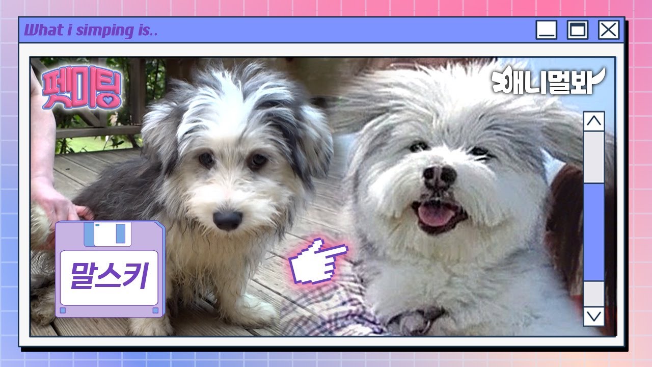 Мальтийский pDad X Husky Mom = Malky💖 Нажмите, чтобы получить обновления