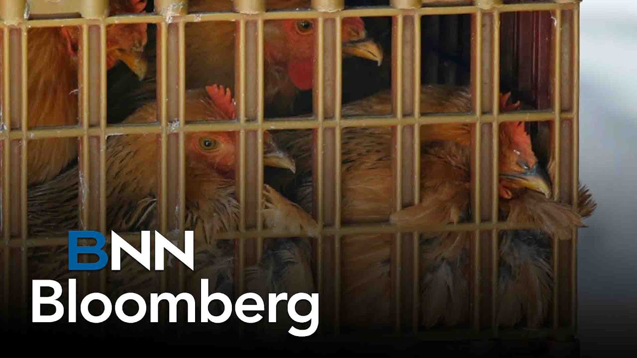 Avian flu: Protecting Canada's egg supply
