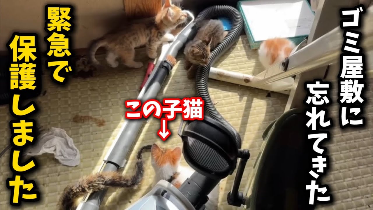 ゴミ屋敷に置き去りにされた子猫を緊急保護しました