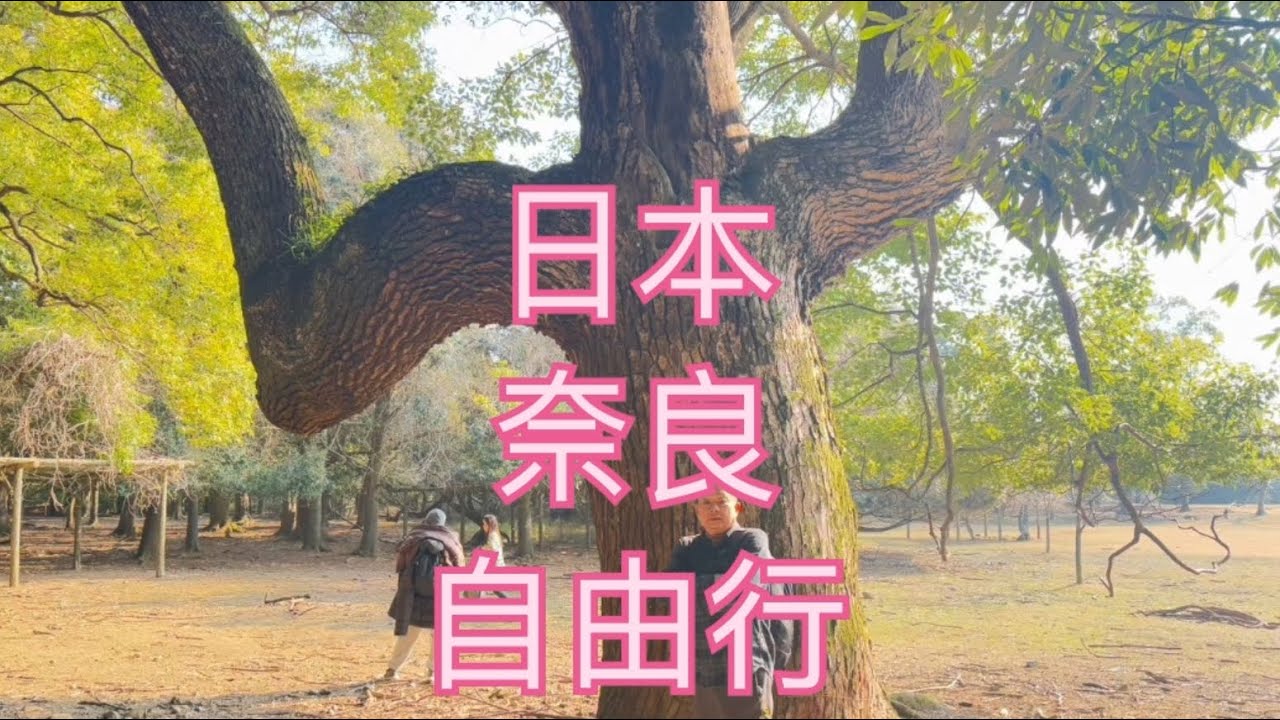 日本 奈良 自由行 若草山燒山祭