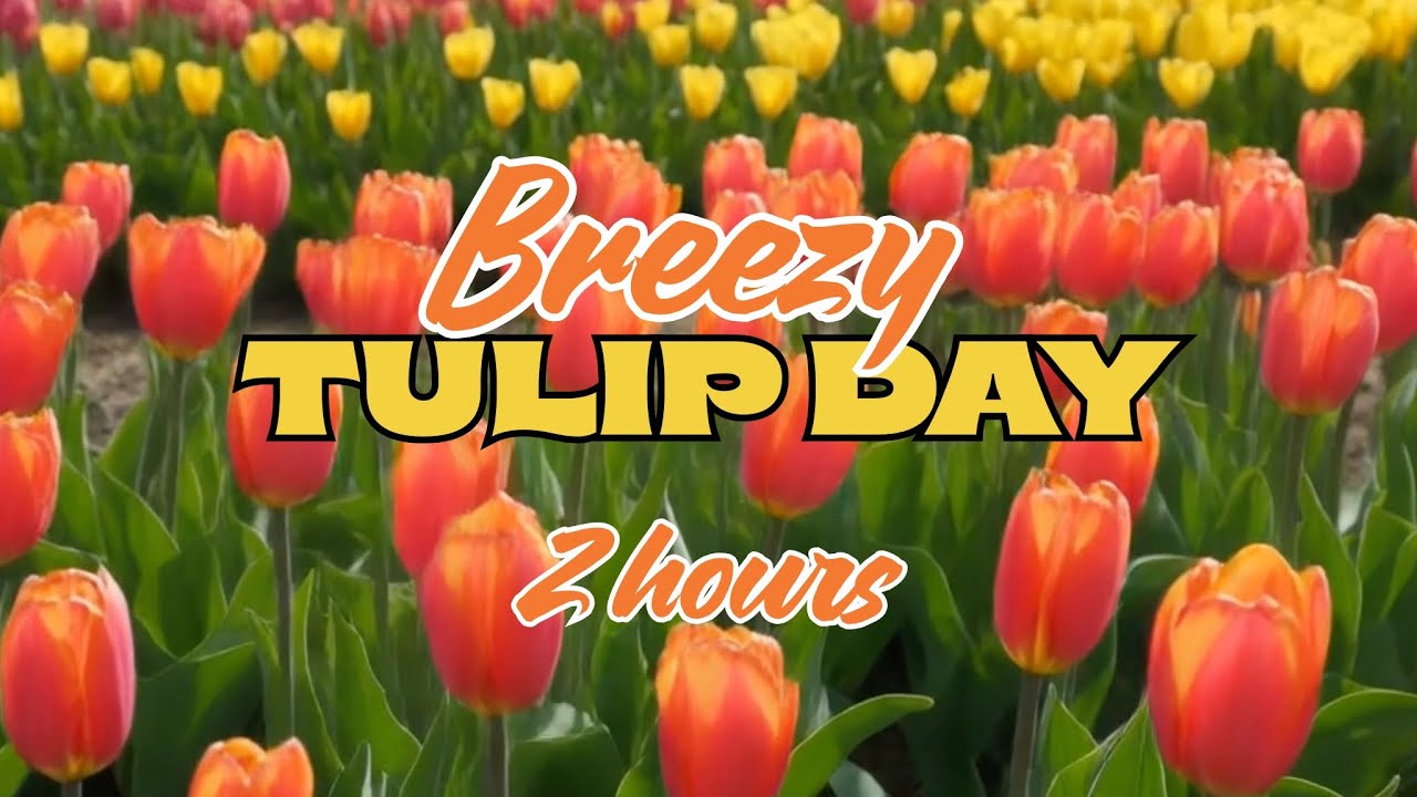 Breezy Tulip Day - (2 Hours of Jazzy Relaxing Music)