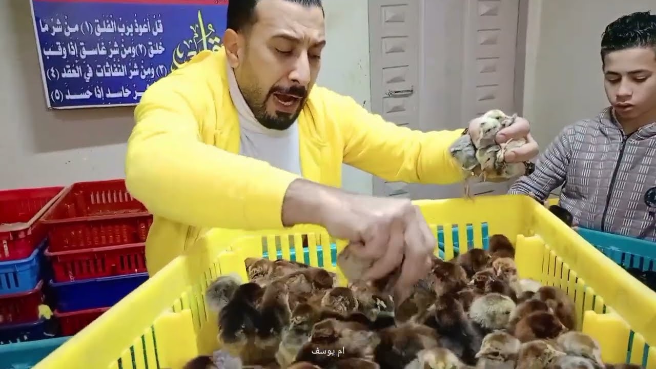 إنهيار من السما للأرض انخفاض الكتاكيت والبط اليوم في معمل البرماوى 2/9