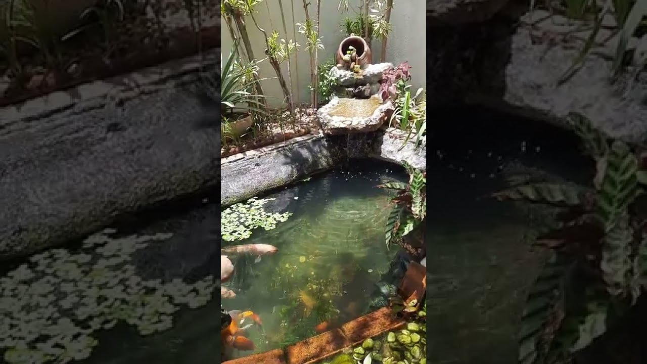 LIVRE SE DAS ALGAS VERDES, DEIXANDO A ÁGUA DO SEU LAGO OU AQUÁRIO SEMPRE CRISTALINA.