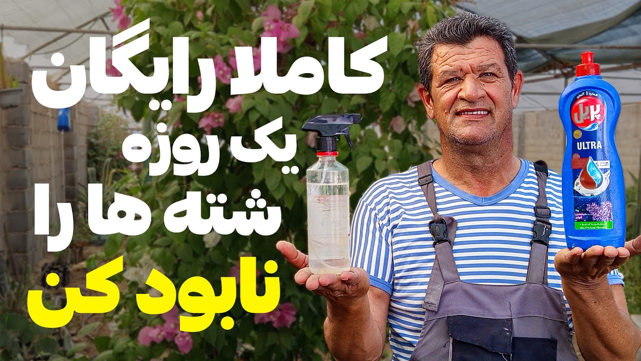 آموزش ساختن بهترین حشره کش برای شته| یک روزه شته رو نابود کن تضیمینی