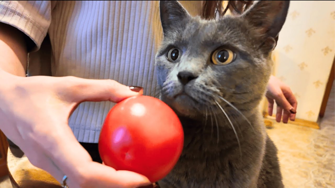 トマト大好き！な猫。