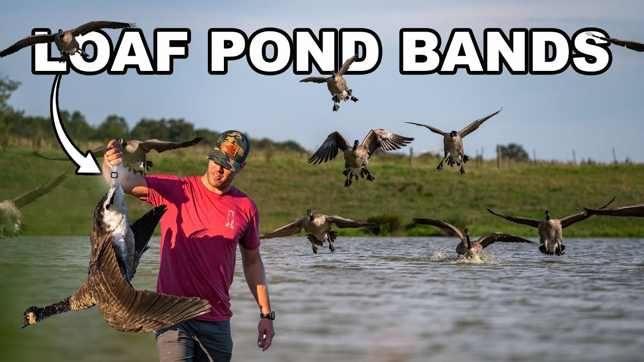 BIG GROUPS CLOSE over Water, Early Season Goose Hunt in Wisconsin!! (We Picked Out 2 Banded Birds)