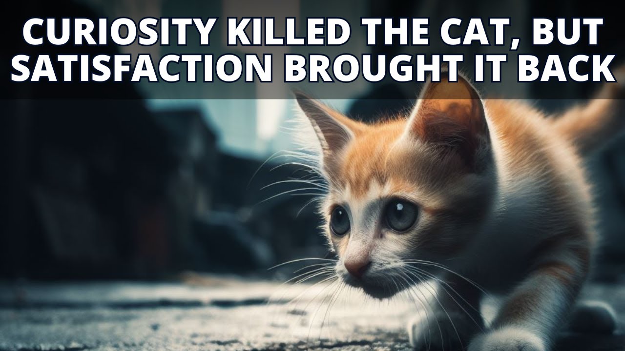 Curiosity Killed The Cat But Satisfaction Brought It Back Meaning | Proverbs in English