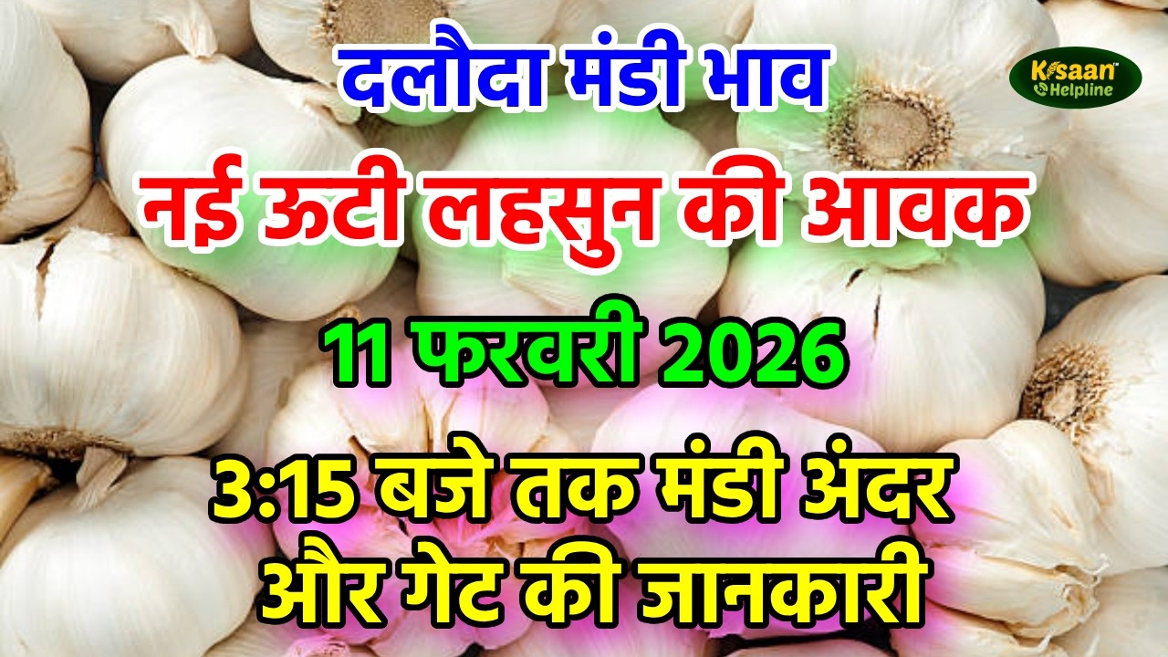 आज 11 फरवरी 2026 दलोदा मंडी 3:15 बजे तक मंडी अंदर और गेट की जानकारी, नई ऊटी लहसुन ! Daloda mandi 