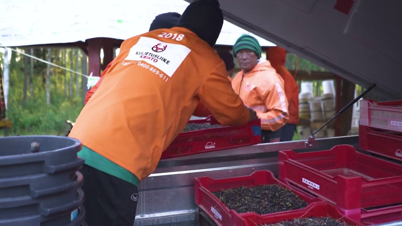 Marjan tarina: Mustikka – Våra bär: Blåbär | Polarica Berries