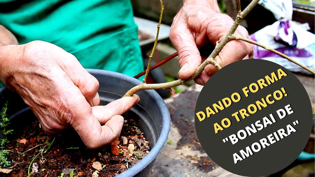DANDO FORMA AO TRONCO - BONSAI DE AMOREIRA
