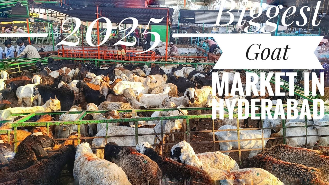 HYDERABAD'S BIGGEST GOAT MARKET 2025 | ZIAGUDA KAMELA | BAKRA MANDI