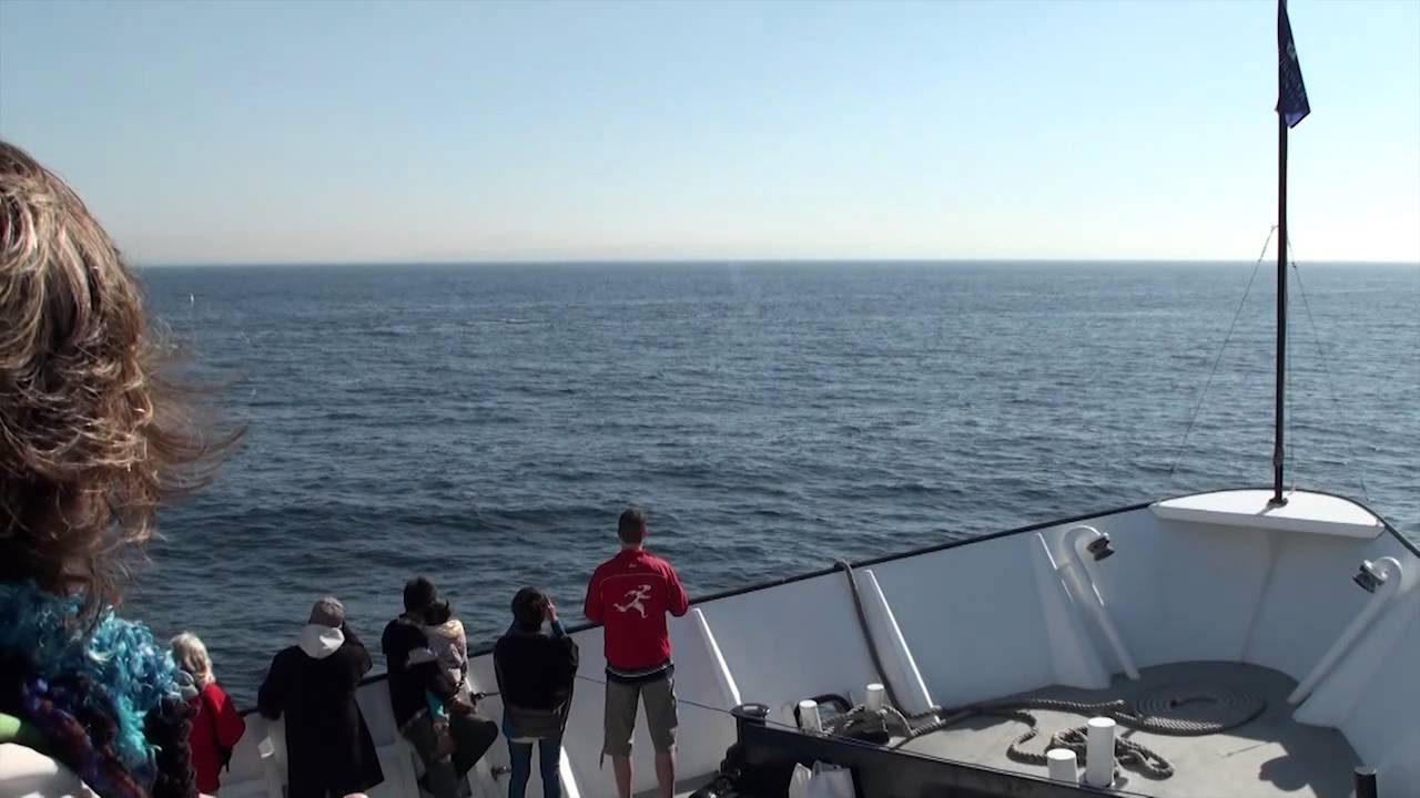 San Diego Whale Watching January 2012