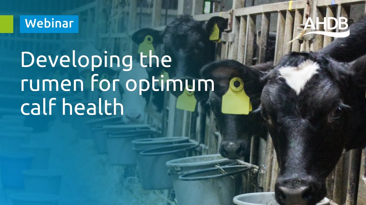 Developing the rumen for optimum calf health