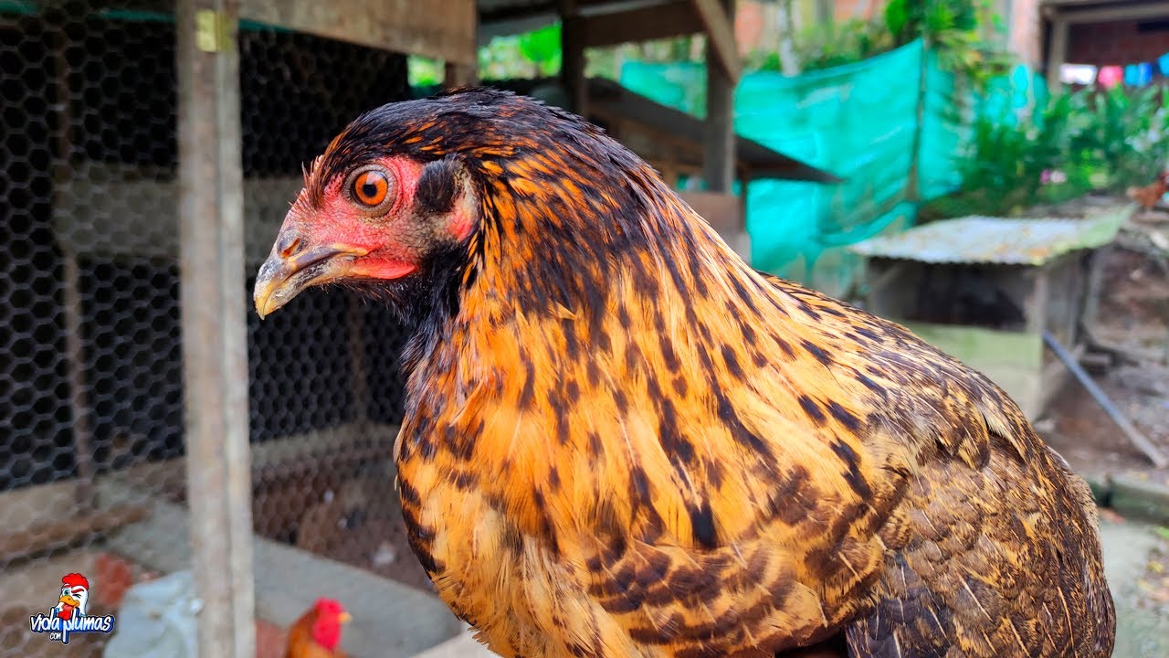 Un Dia en Mi Gallinero #12 - Así cuido a mis aves