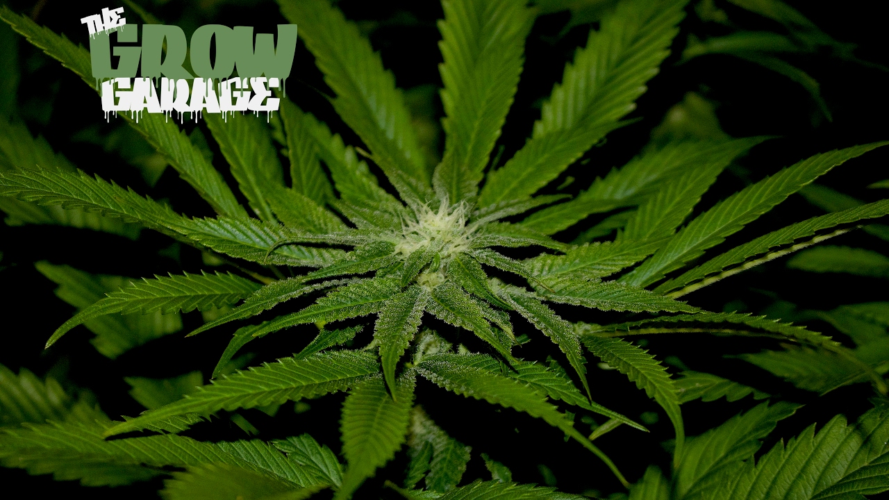 True Believer Day 29 Flower 600w Gavita Living Organic Soil Cannabis Grow