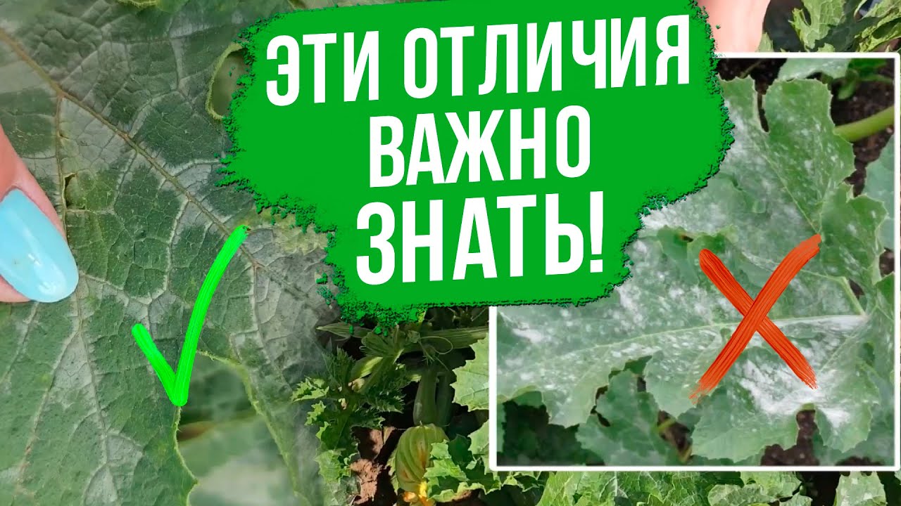 Мучнистая роса на кабачках. Спасаем кабачки от мучнистой росы.
